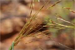 Chrysopogon aciculatus